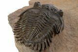 Beautiful Metacanthina Trilobite With Zlichovaspis Head #339953-5